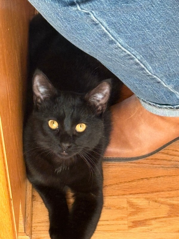 Picture of the Animal Listed