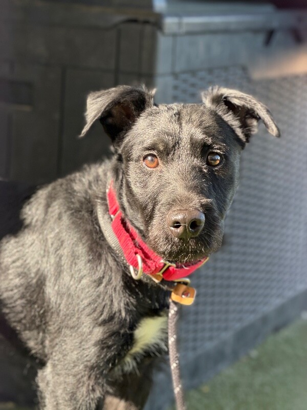 Picture of the Animal Listed