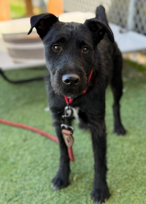 Picture of the Animal Listed