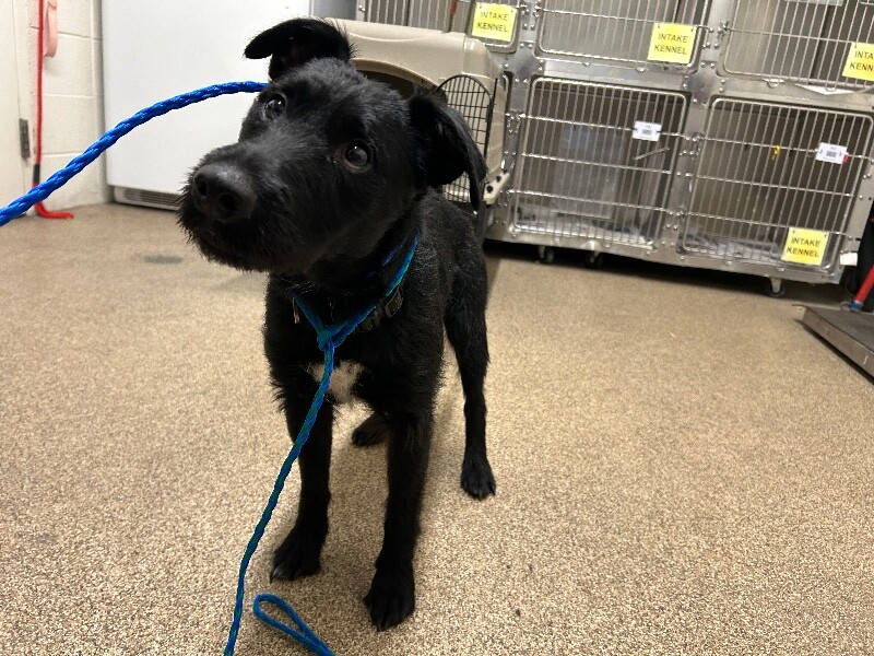 Picture of the Animal Listed