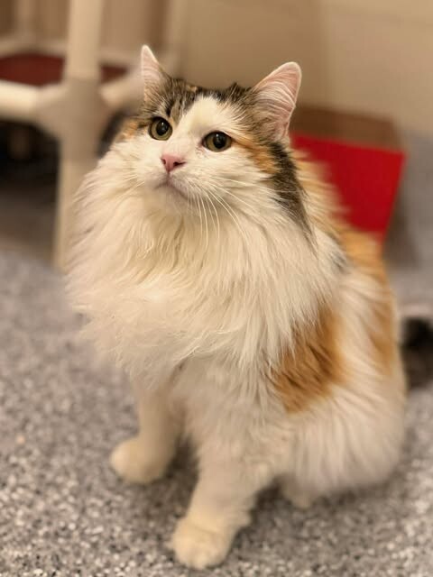 Picture of the Animal Listed