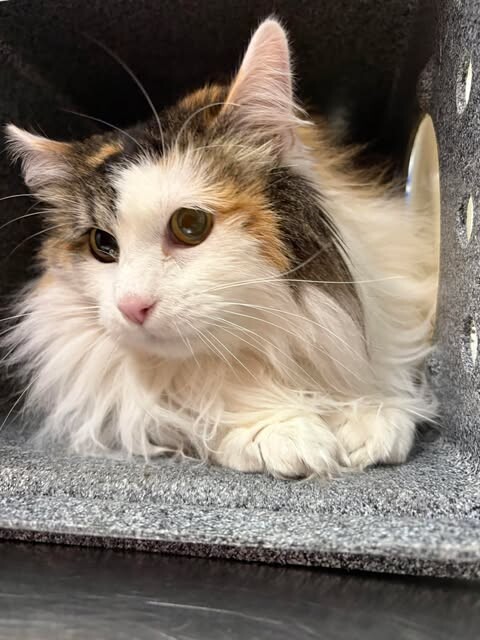 Picture of the Animal Listed