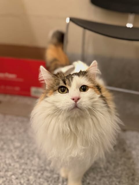 Picture of the Animal Listed