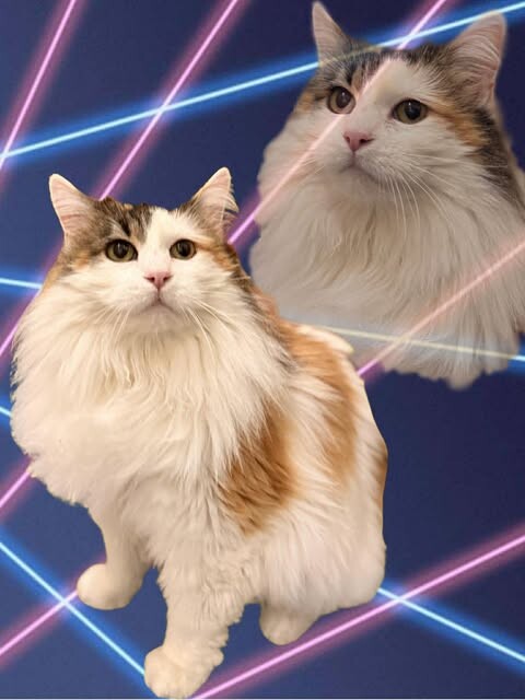 Picture of the Animal Listed