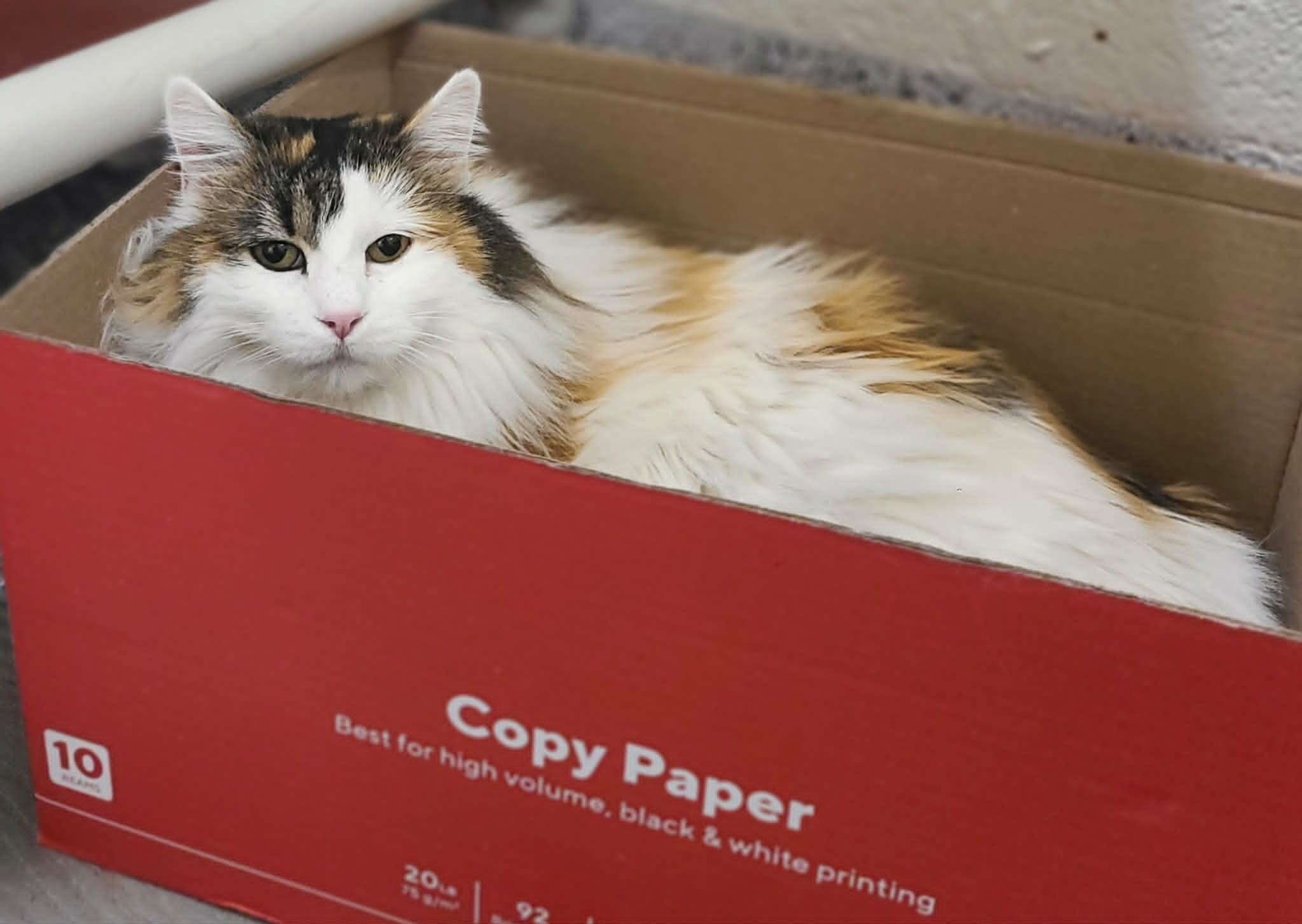 Picture of the Animal Listed