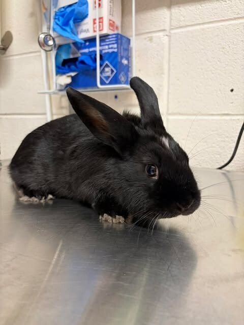 Picture of the Animal Listed