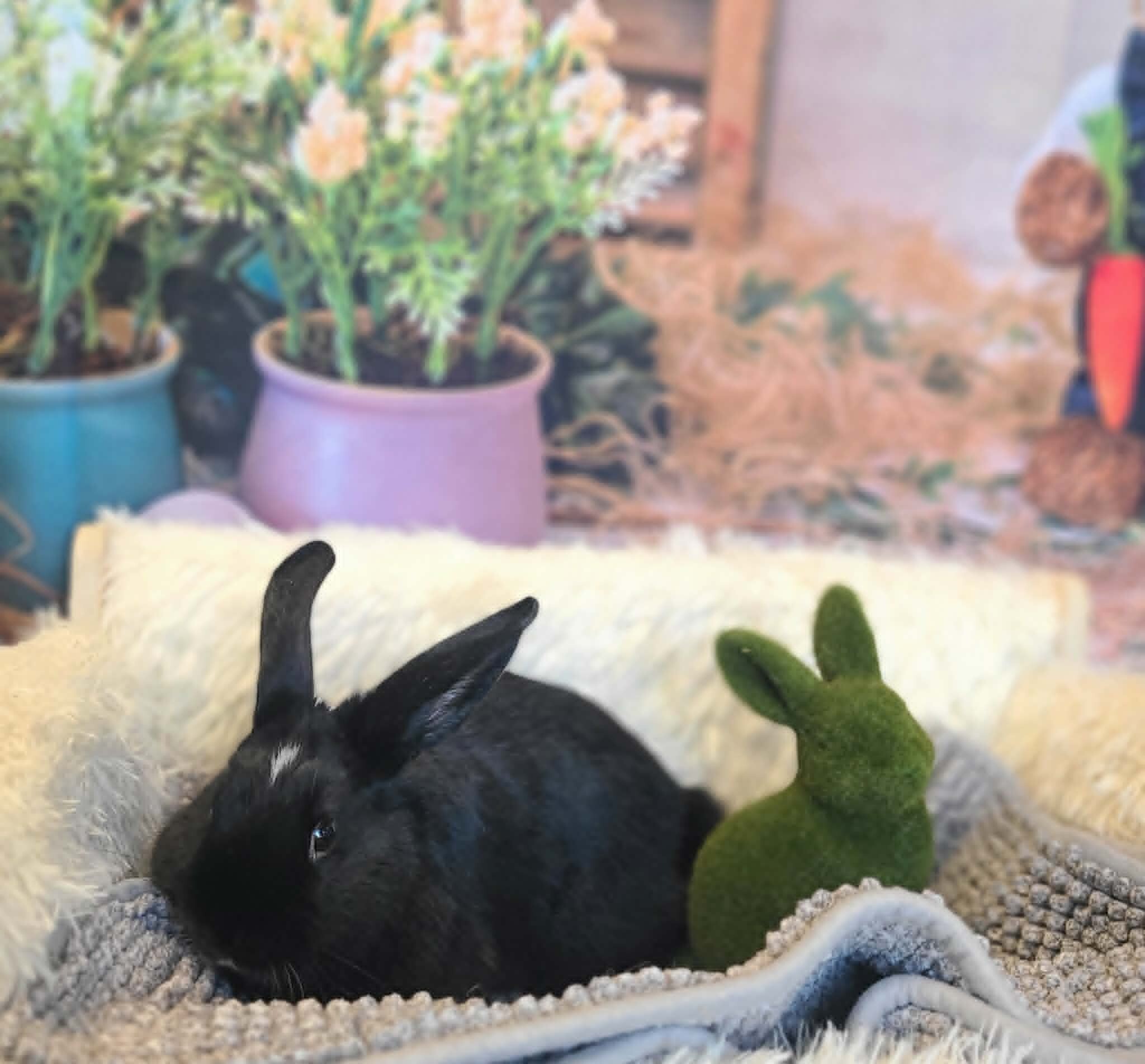 Picture of the Animal Listed