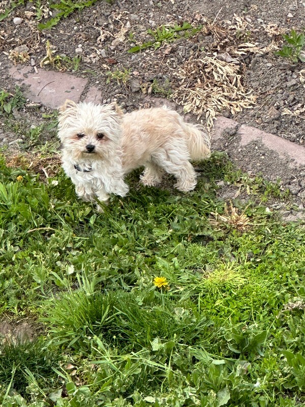 Picture of the Animal Listed