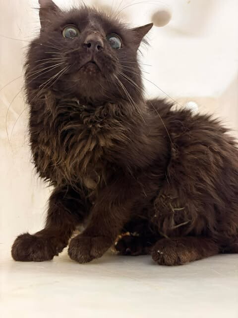 Picture of the Animal Listed