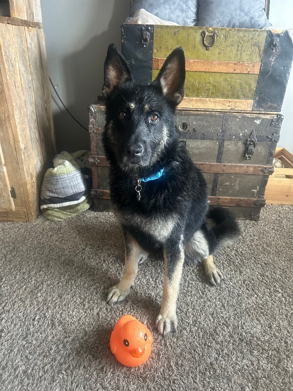 Picture of the Animal Listed