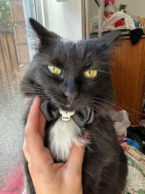 Picture of the Animal Listed