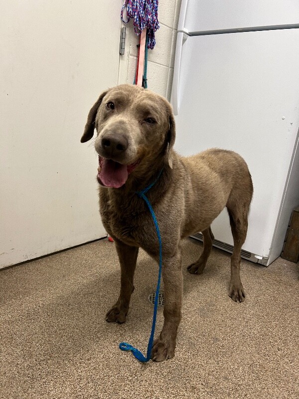 Picture of the Animal Listed