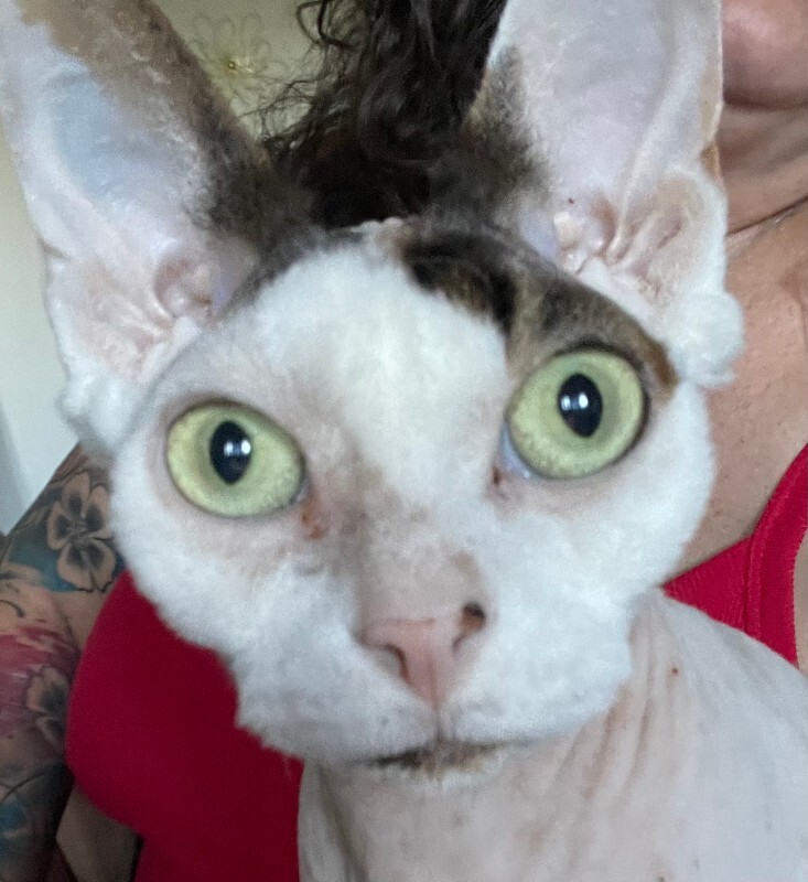 Picture of the Animal Listed