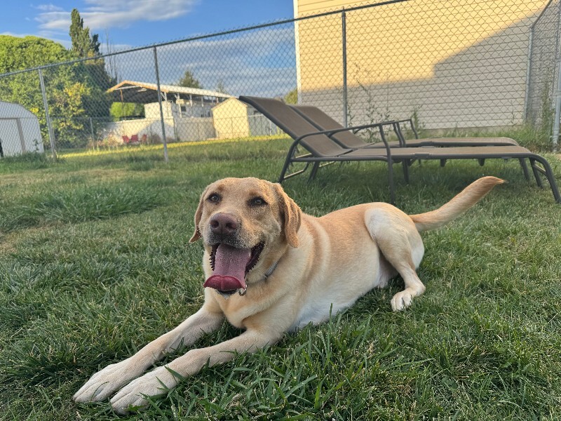 Picture of the Animal Listed