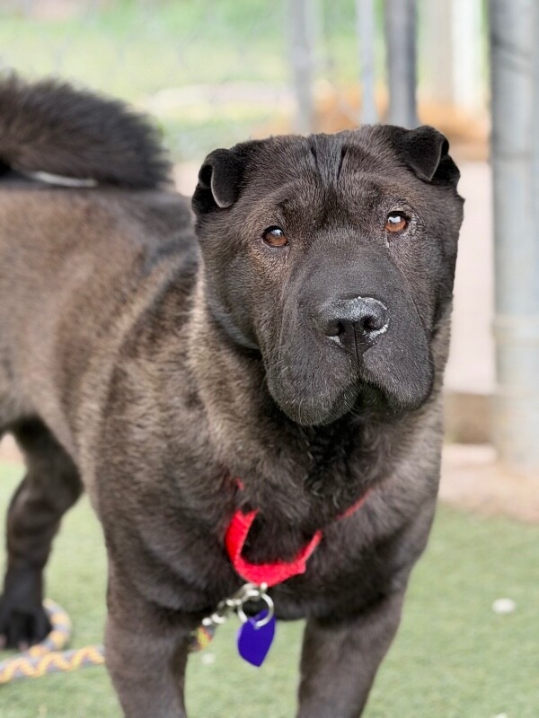 Picture of the Animal Listed