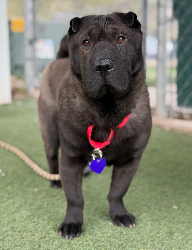 Picture of the Animal Listed