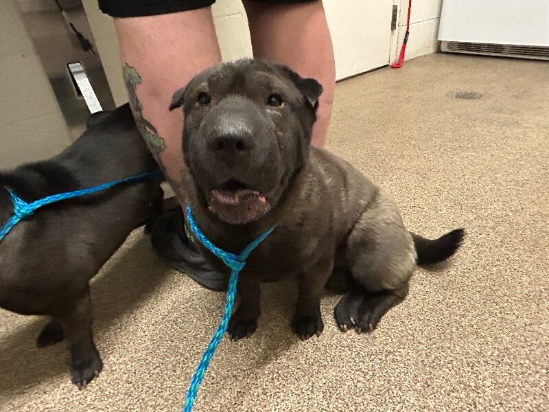 Picture of the Animal Listed