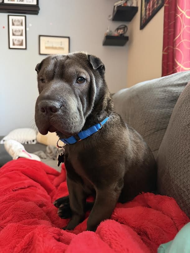 Picture of the Animal Listed