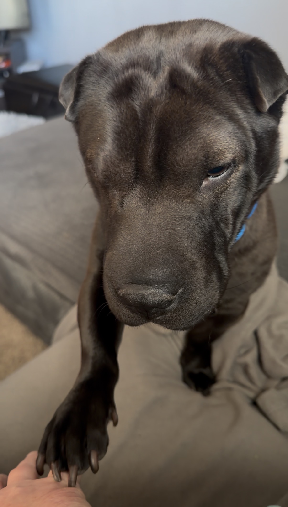 Picture of the Animal Listed