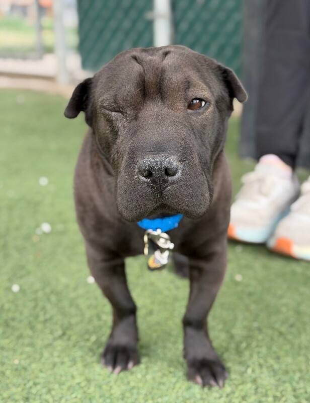 Picture of the Animal Listed