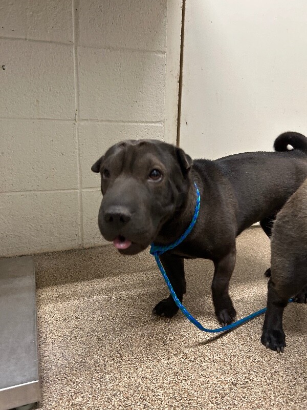 Picture of the Animal Listed