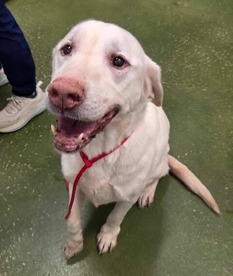 Picture of the Animal Listed