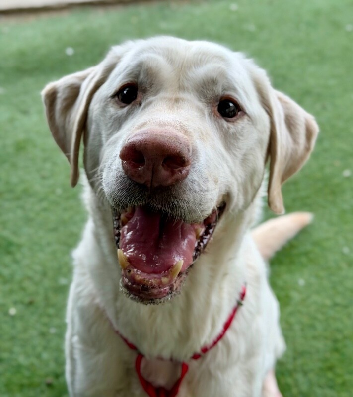 Picture of the Animal Listed