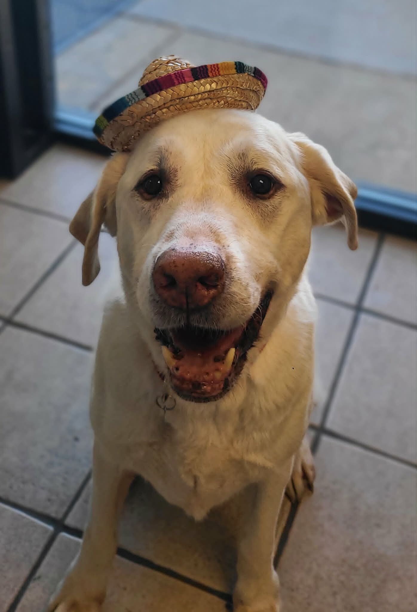 Picture of the Animal Listed