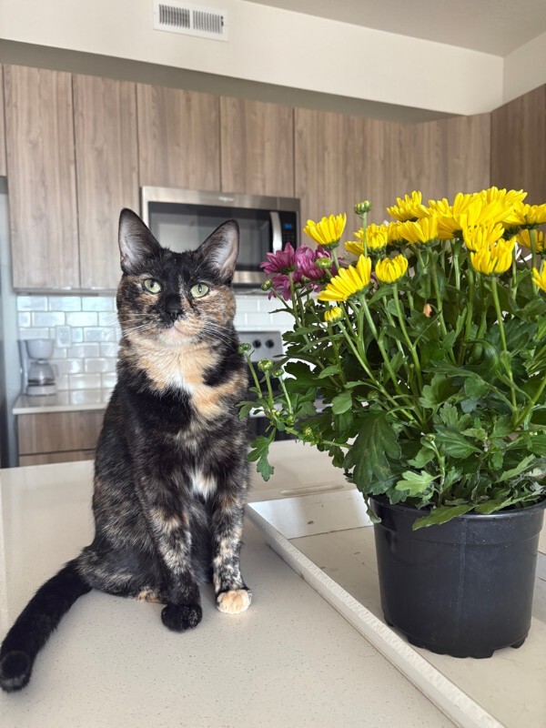 Picture of the Animal Listed