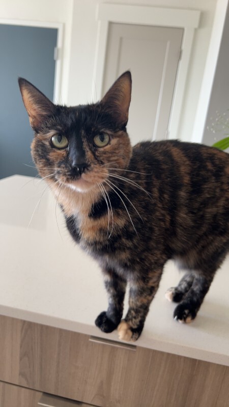 Picture of the Animal Listed