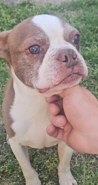 Picture of the Animal Listed