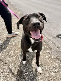 Picture of the Animal Listed