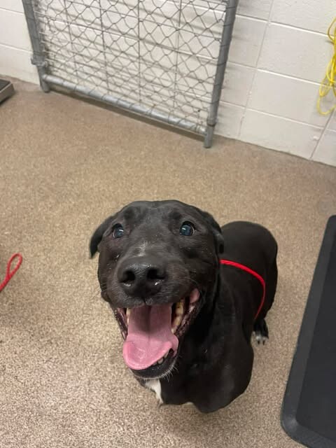 Picture of the Animal Listed