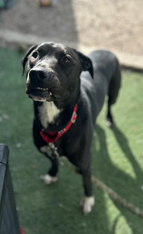 Picture of the Animal Listed