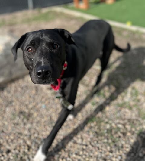 Picture of the Animal Listed