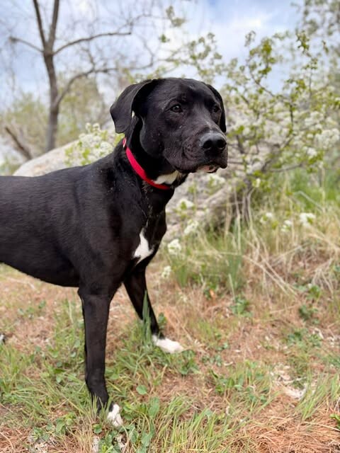 Picture of the Animal Listed