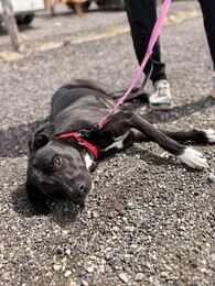 Picture of the Animal Listed