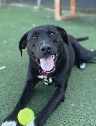 Picture of the Animal Listed