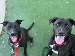 Picture of the Animal Listed