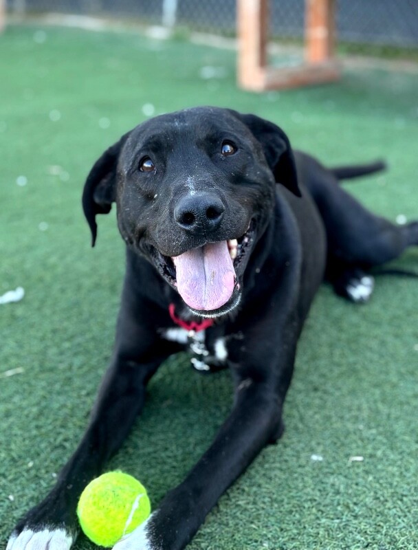 Picture of the Animal Listed