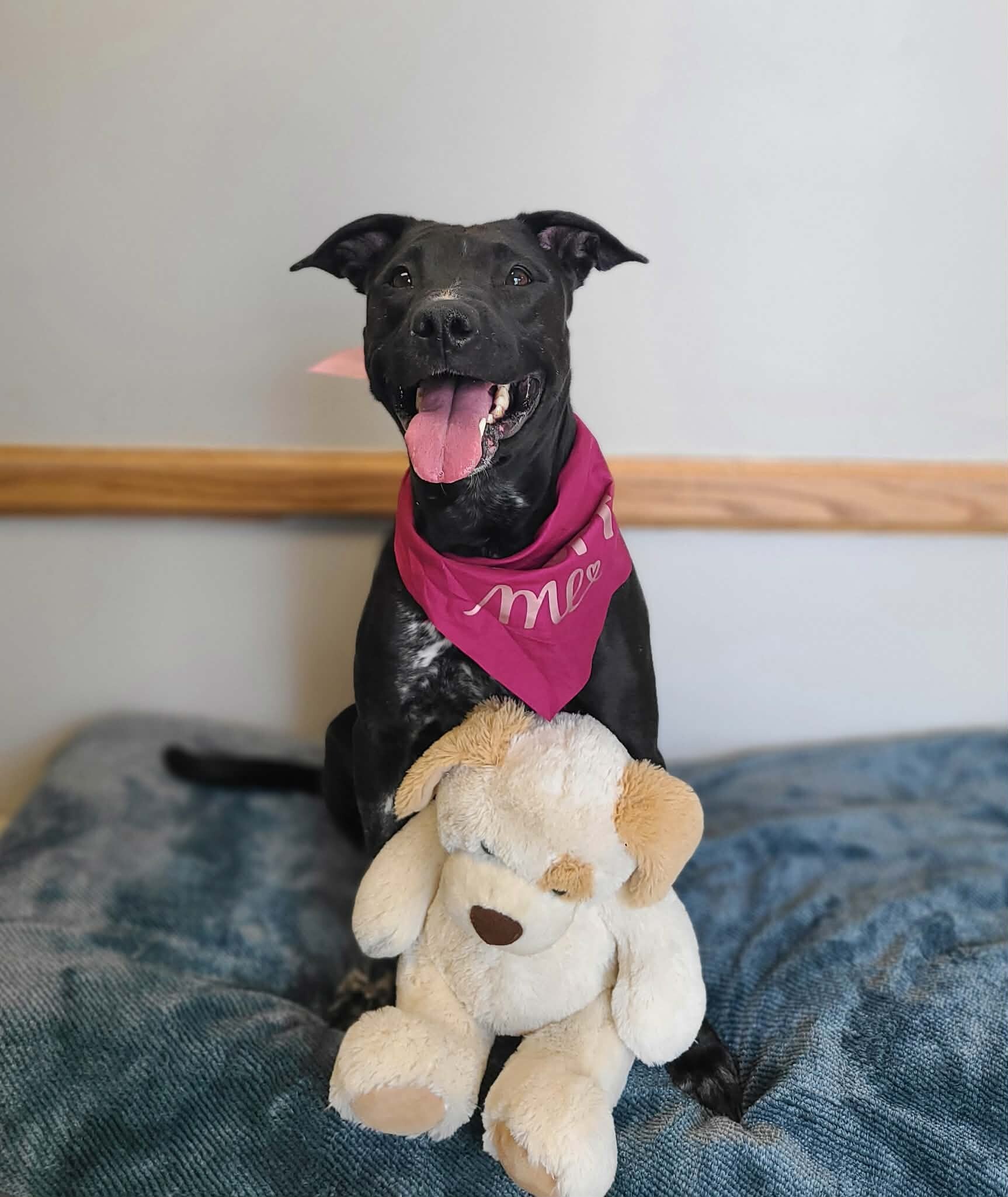 Picture of the Animal Listed