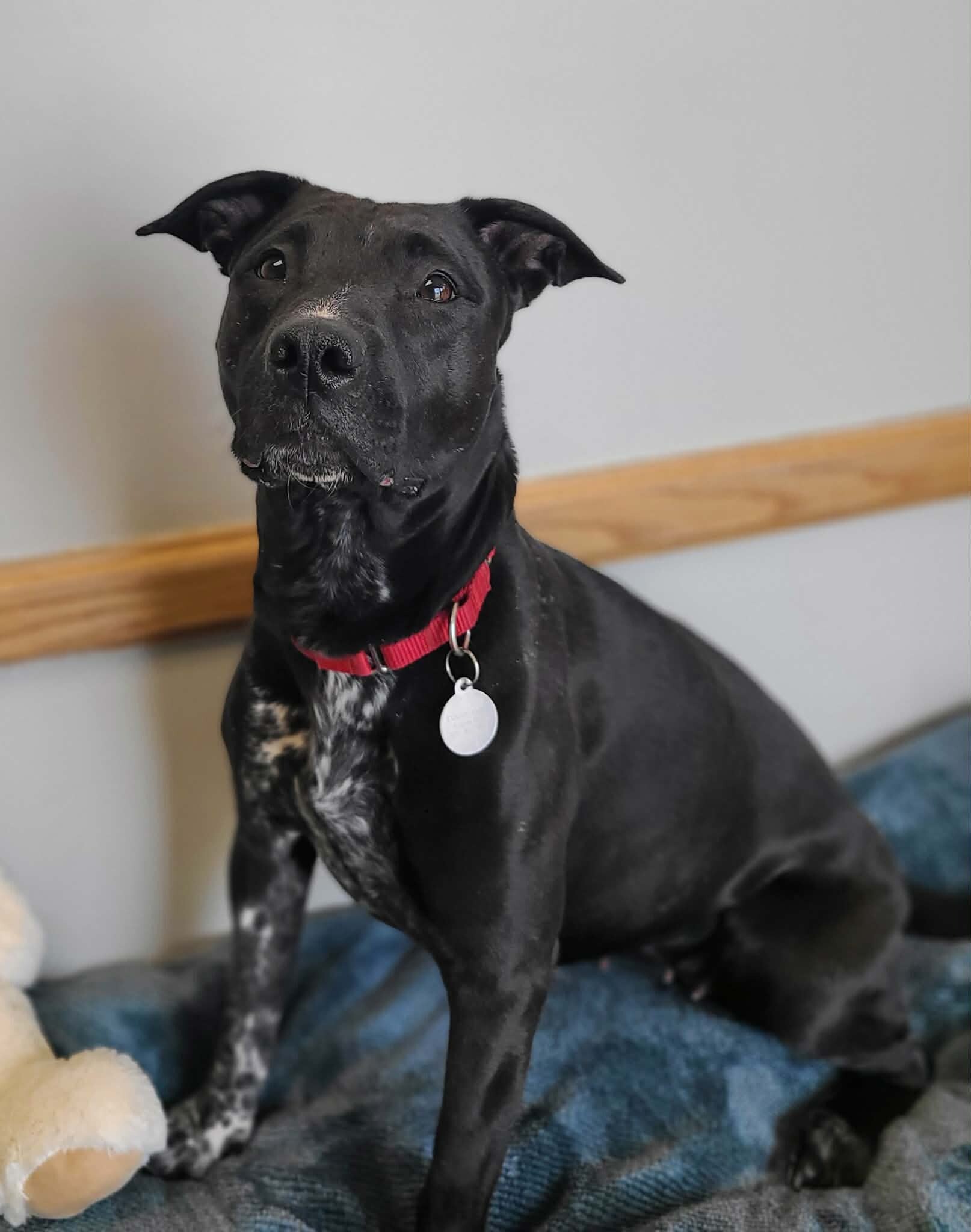 Picture of the Animal Listed