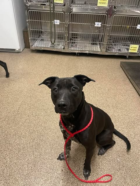 Picture of the Animal Listed