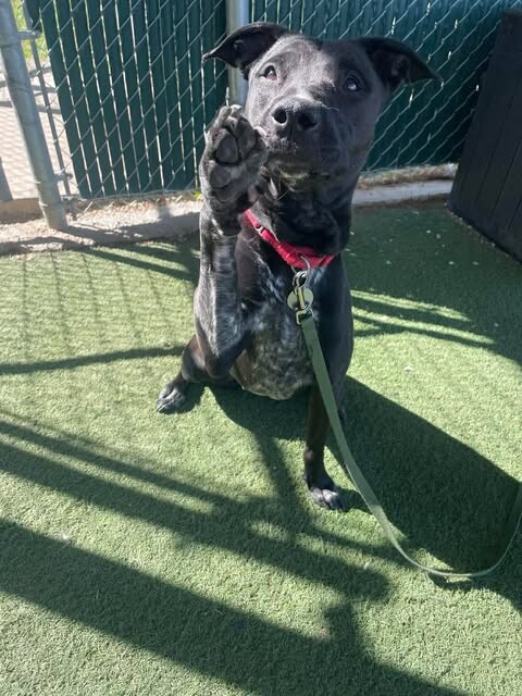 Picture of the Animal Listed