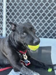 Picture of the Animal Listed