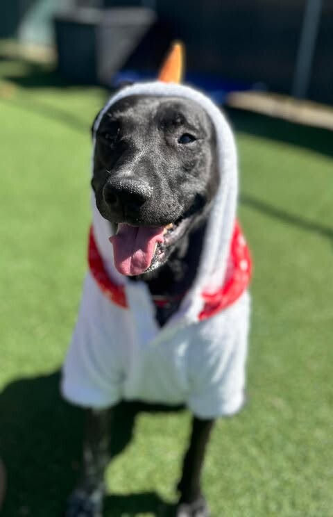 Picture of the Animal Listed