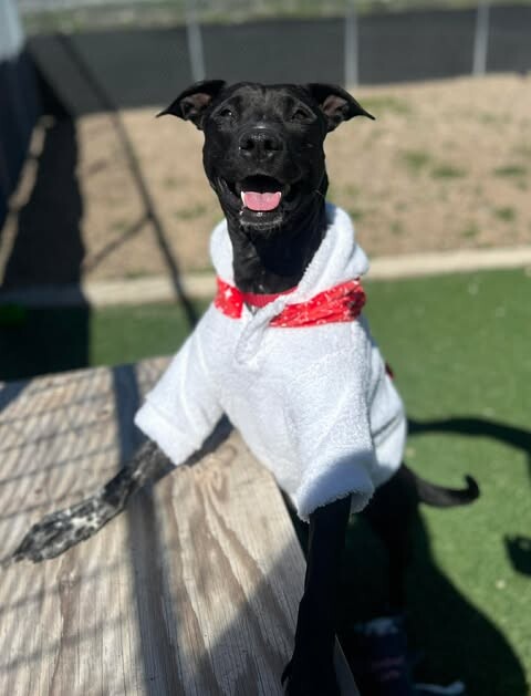 Picture of the Animal Listed