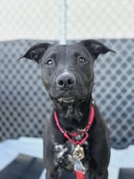 Picture of the Animal Listed