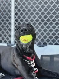 Picture of the Animal Listed