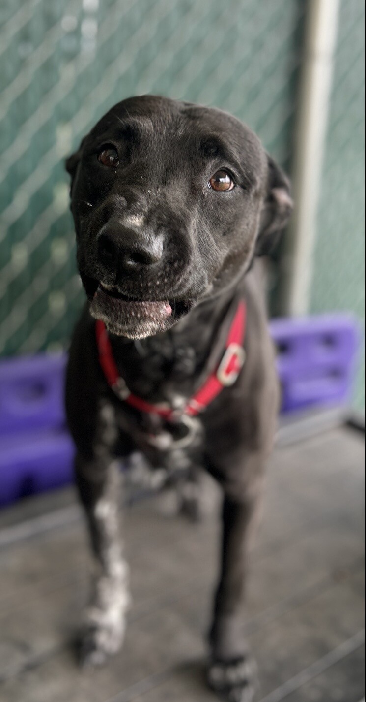 Picture of the Animal Listed